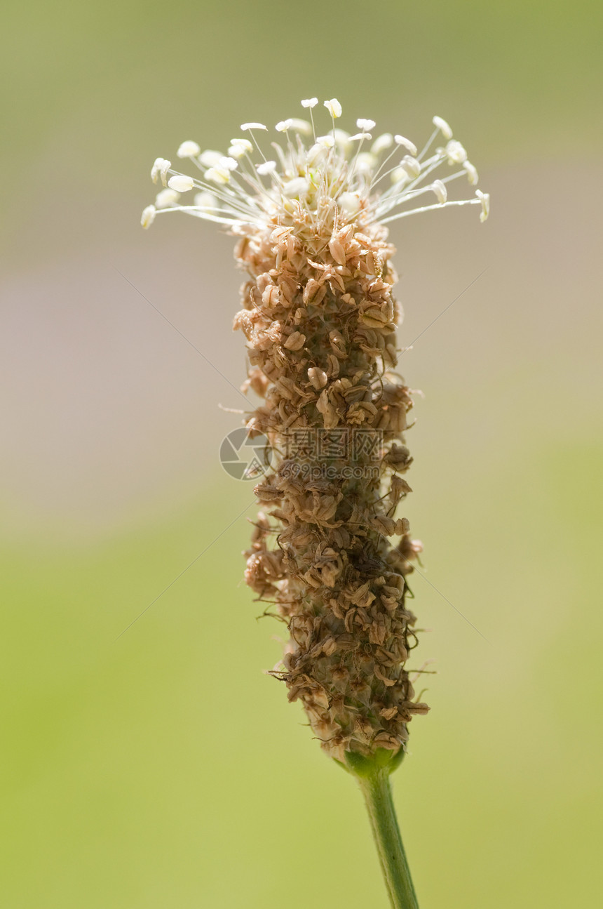 特写植物园一朵花图片