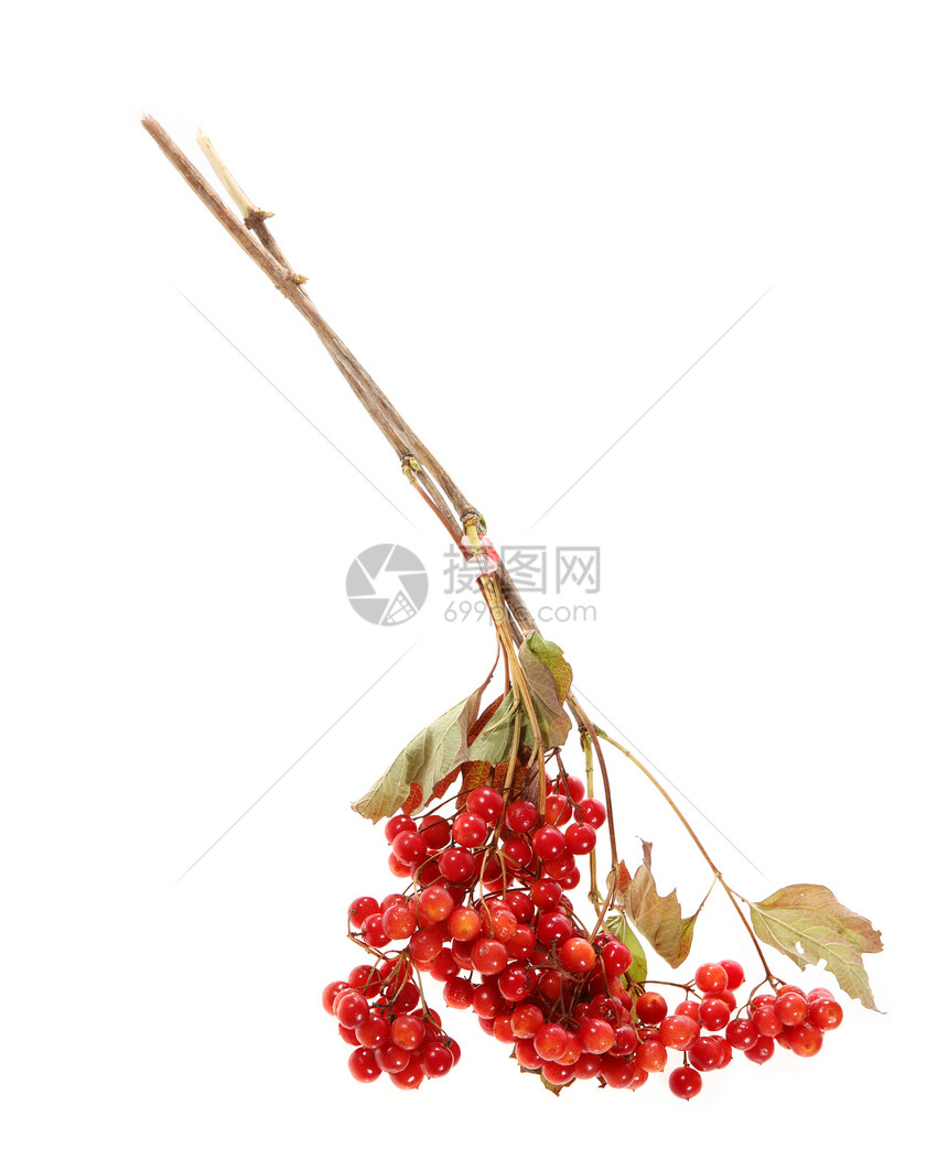 Viburnum 一堆红色图片