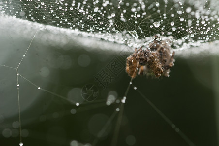 带露水的蜘蛛网在后光下落绿色白色蜘蛛网络背景图片