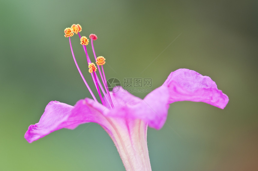 特写四点钟的花朵粉色紫色花粉雌蕊植物宏观图片