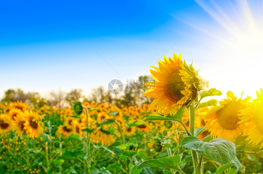 向日葵太阳种子植物群草地生长圆圈阳光文化植物国家图片