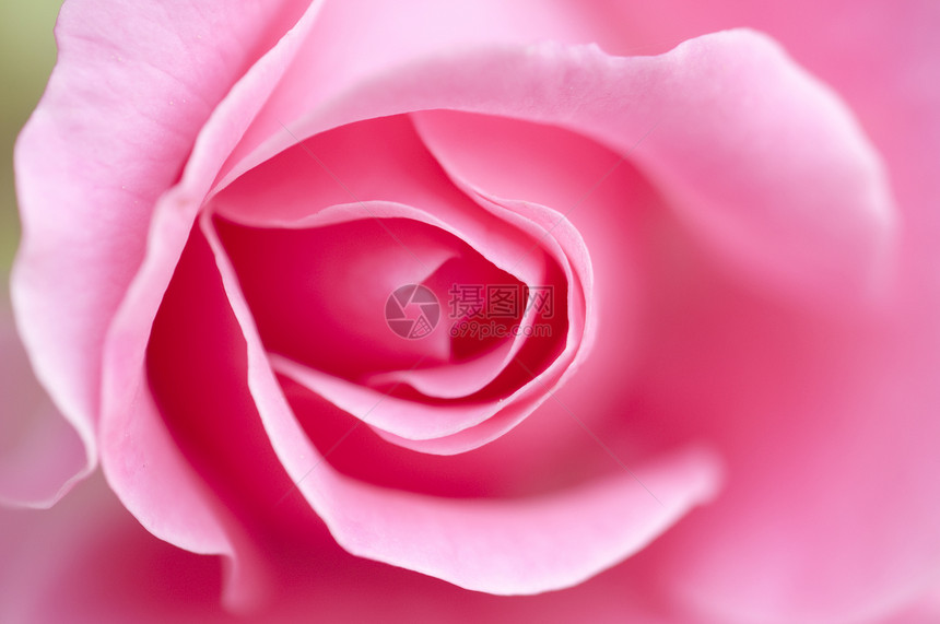 粉红玫瑰 背景软粉色热情绿色玫瑰植物美丽图片