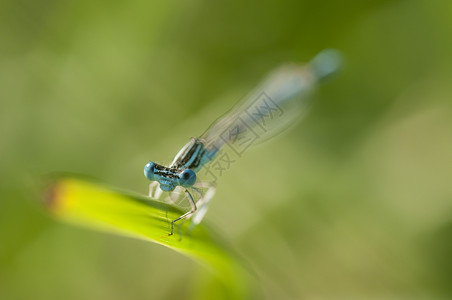 蜻蜓翅膀蓝色大坝亲手踩在一片草地上野生动物眼睛荒野花园生活绿色植物翅膀叶子植物群背景