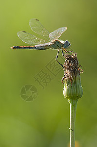 绿蜻蜓苍蝇浸在绿本的草原上绿色栖息昆虫蜻蜓背景