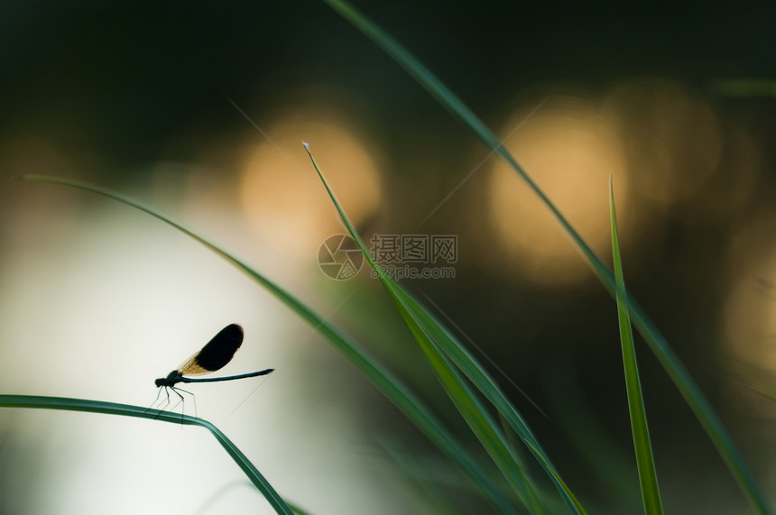 日落时躺在一片草地上宏观栖息池塘邮政湿地反射黄色橙子昆虫图片
