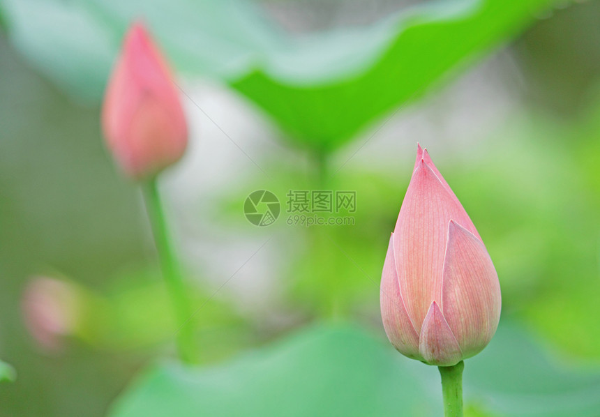 印多莲花灌木荷花百合生物学情调异国软垫花园天空花瓣图片