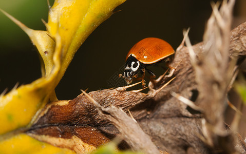 多彩多姿的亚洲瓢虫六足动物瓢虫科高清图片