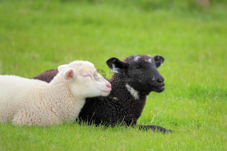 黑白的羊羔黑色绿色农场草地场地羊肉家畜哺乳动物白色图片