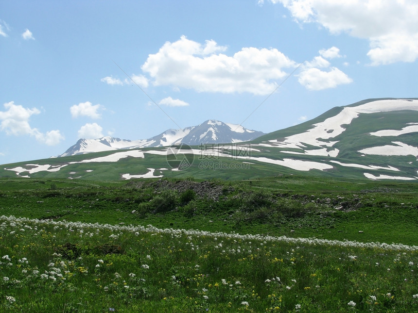 阿尔卑斯山草原斜坡花朵冰川山丘风景高山植物群青菜植被旅行图片