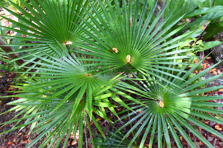 热带植物(USVI)图片