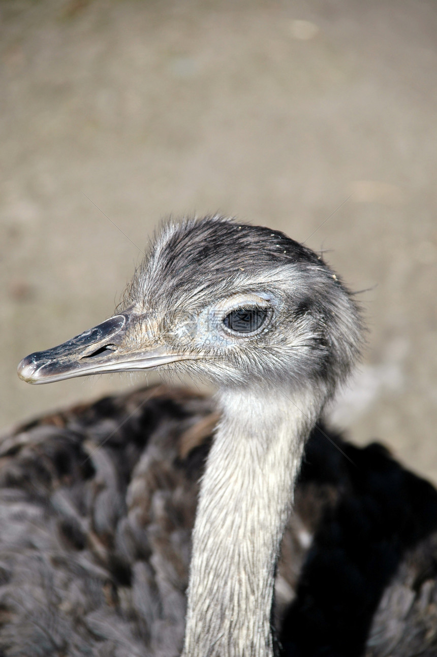 埃穆鸵鸟头发野生动物羽毛眼睛脖子好奇心动物群动物学荒野图片