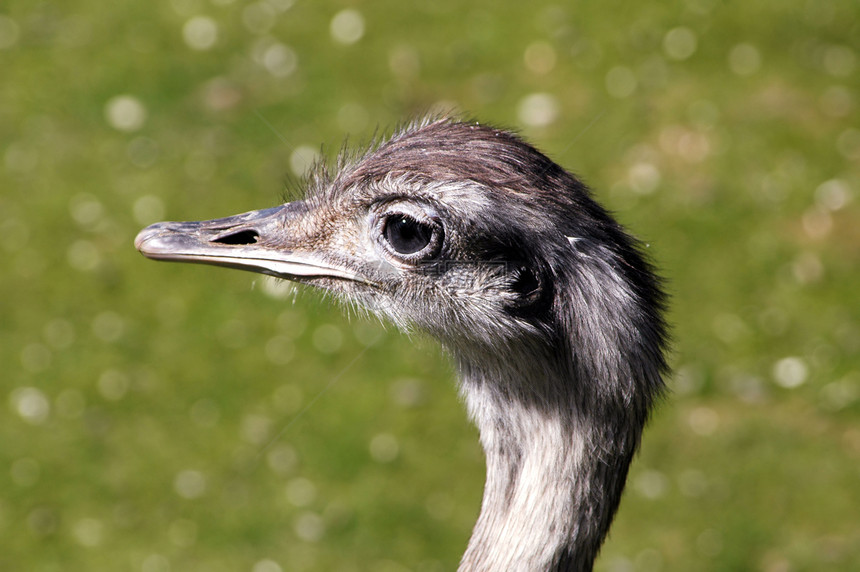 埃穆野生动物羽毛眼睛荒野动物群脖子动物动物园鸵鸟头发图片
