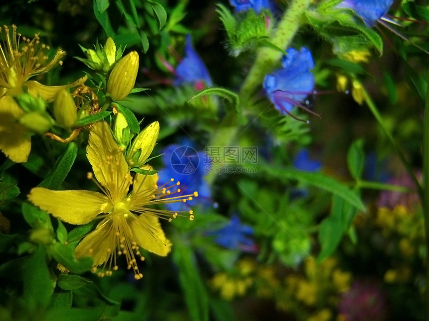 黄花和蓝花 绿页图片