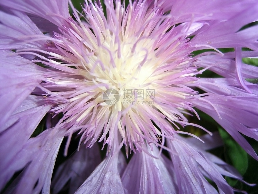 紫花 药用植物 植被图片