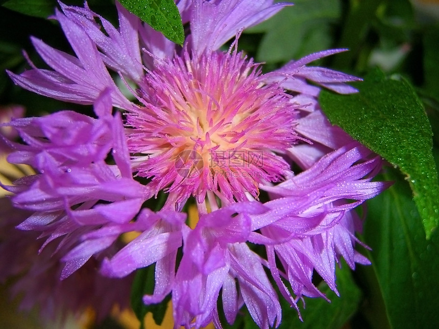 紫花 药用植物 植被 花瓣图片
