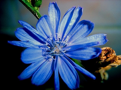 蓝花 花瓣 植被 背景 纹理背景图片
