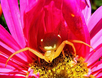 玫瑰花 蜘蛛 昆虫 花瓣 植物背景图片