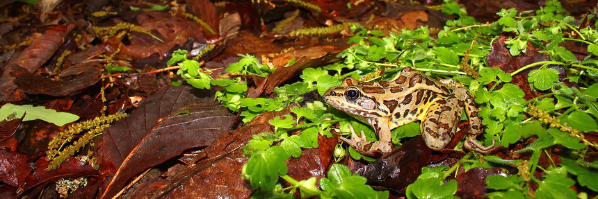 拉纳梭鱼植被生物沼泽动物生物学林蛙爬虫学宏观环境图片