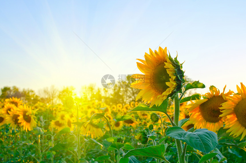 向日葵晴天天空花粉圆圈国家草地生长种子太阳文化图片