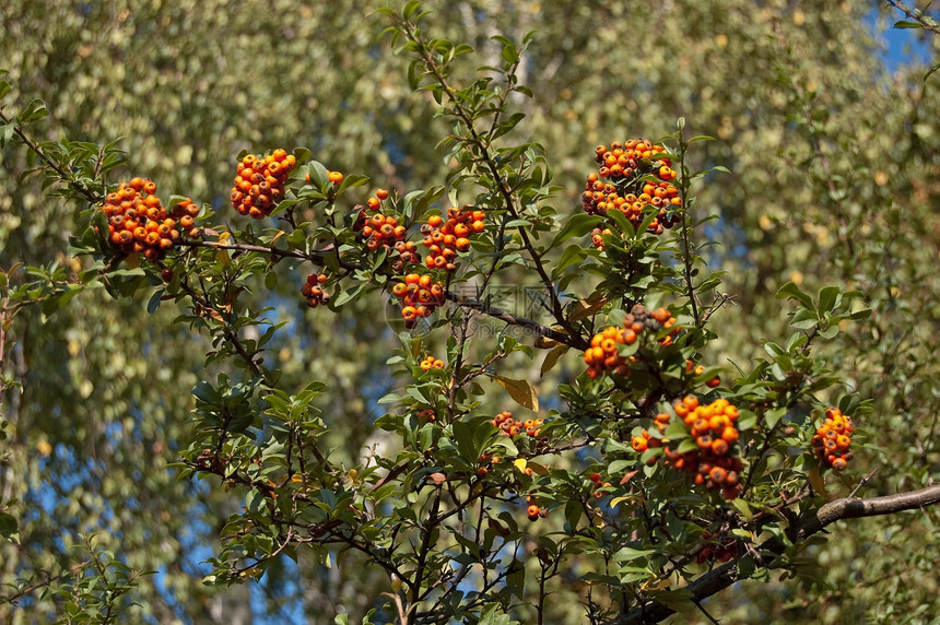 山灰分处阳光红色叶子食物植物水果图片