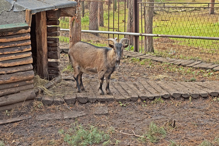 查密欧麂皮动物园哺乳动物野生动物荒野外套高清图片