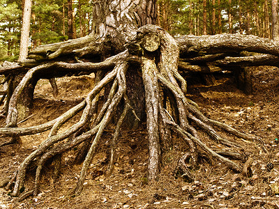 根生态地面丛林环境树干森林荒野植物松树木头背景图片