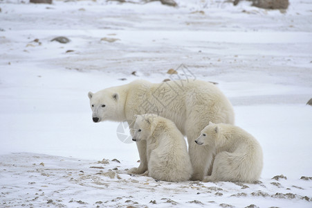 三只熊北极熊与幼崽孩子们哺乳动物捕食者苔原童年天气母亲动物寒冷婴儿背景