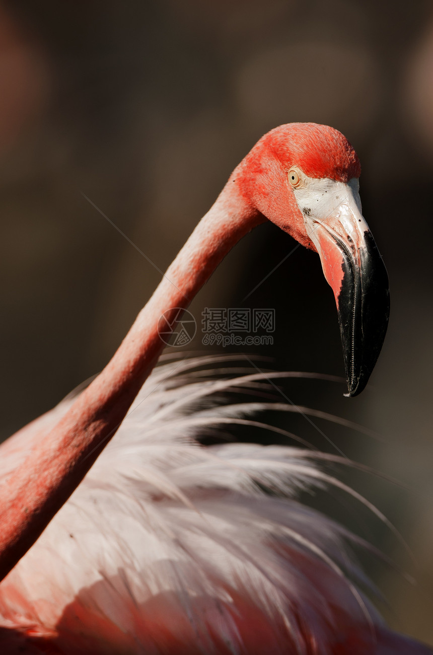 美国火烈鸟的肖像照片翅膀橡胶居住羽毛鸟类动物涉水热带鸟舍图片