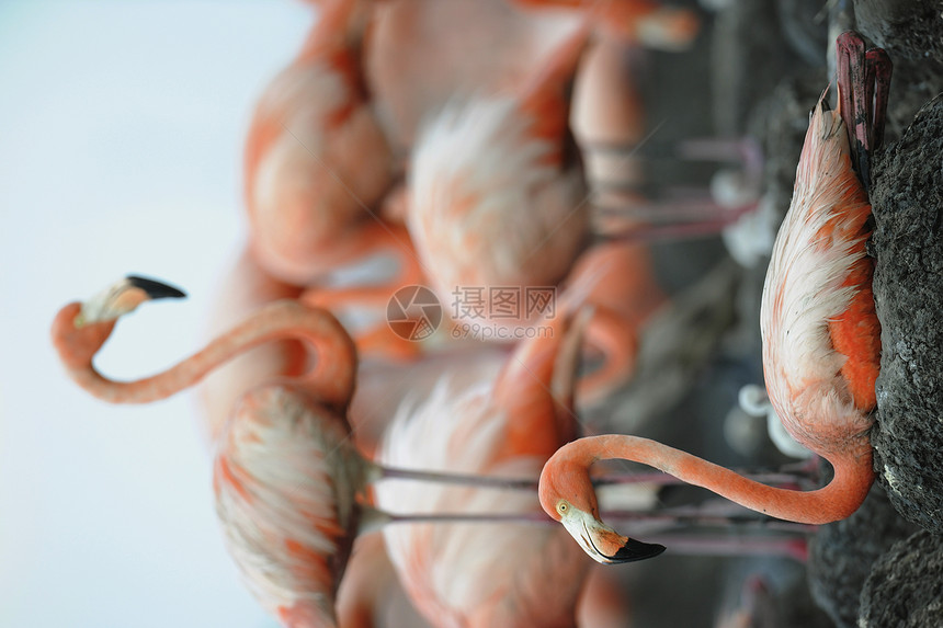 美国火烈鸟的肖像野生动物动物动物群工作室鸟类主题翅膀居住姿势生物图片