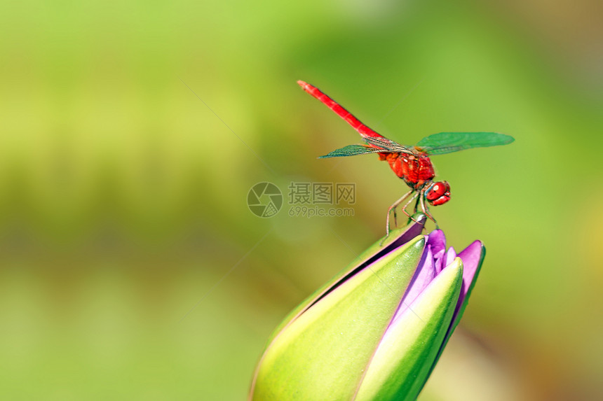 龙公园鳞翅目害虫漏洞翅膀花园昆虫绿色蜻蜓花朵图片