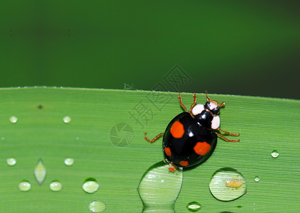 立体虫小动物爬行动物飞行白色昆虫斑点花朵瓢虫红色绿色背景图片