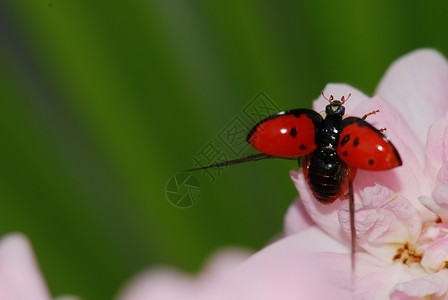 立体虫昆虫斑点小动物花朵飞行爬行动物绿色白色红色瓢虫背景图片