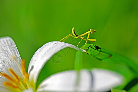 祈祷捕食者绿色花园昆虫野生动物螳螂漏洞高清图片