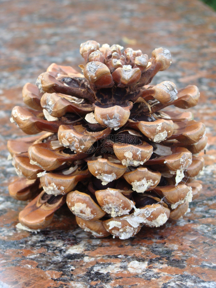 锥形森林豆荚松果木材坚果传统木头石头材料植物图片