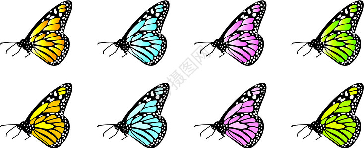 蝴蝶矢量飞行剪贴翅膀幸福快乐生活昆虫插图背景图片