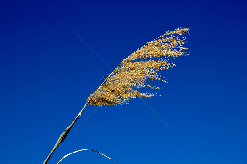 蓝天空背景上的Reeds图片