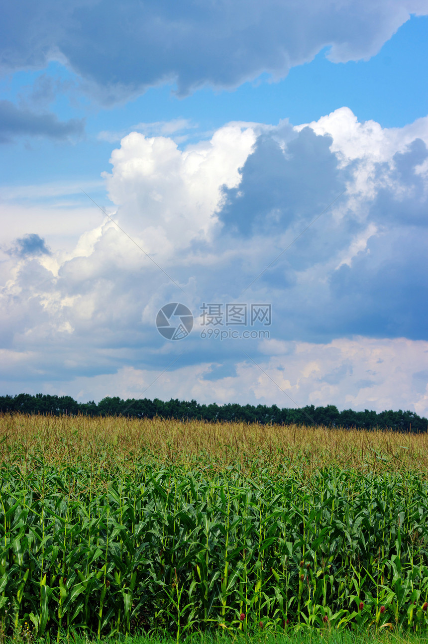 蓝云上方的玉米田植物生育力土地场地绿色乡村农村麦田场景天空图片