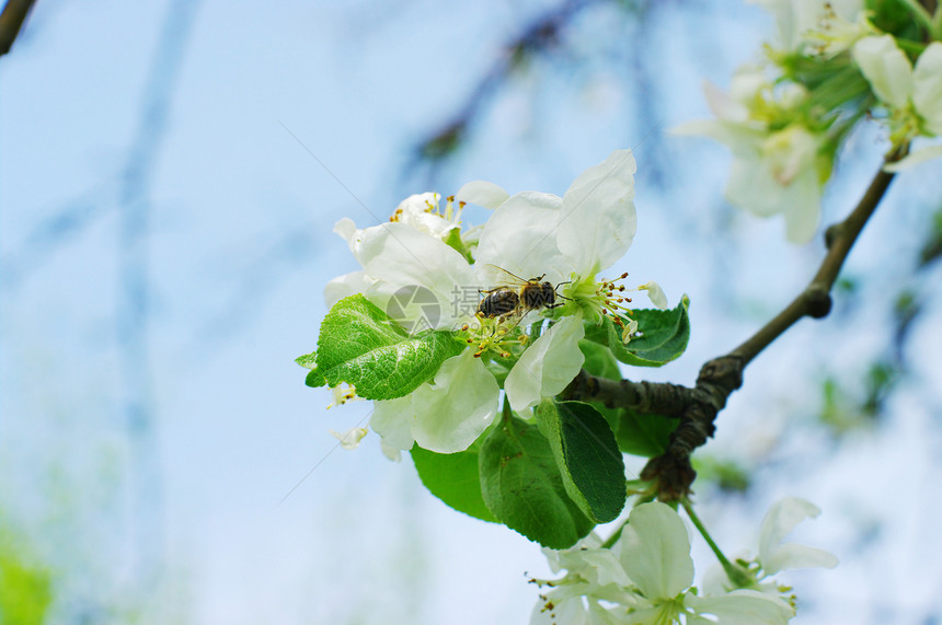 苹果树花和蜜蜂图片