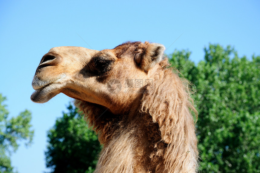 骆驼晴天荒野天空棕色哺乳动物驼峰毛皮野生动物图片