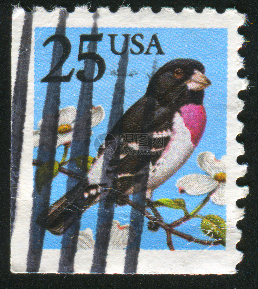 邮票鸟图片