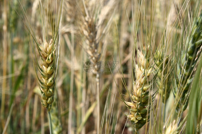 小麦田收成食物粮食农场小麦植物玉米农作物谷物图片