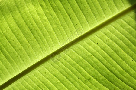 香蕉叶植物学植物绿色静脉背景图片