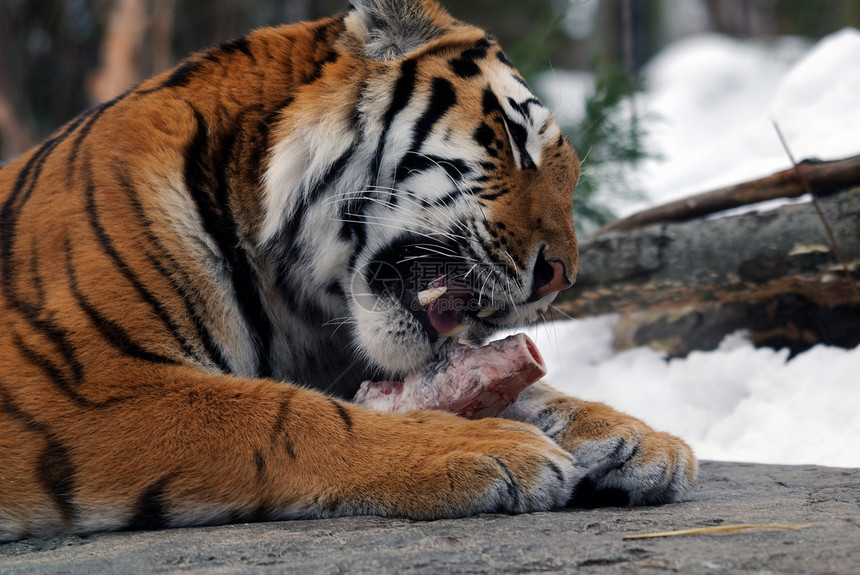 老虎毛皮捕食者猫科条纹野生动物荒野动物食肉哺乳动物野猫图片