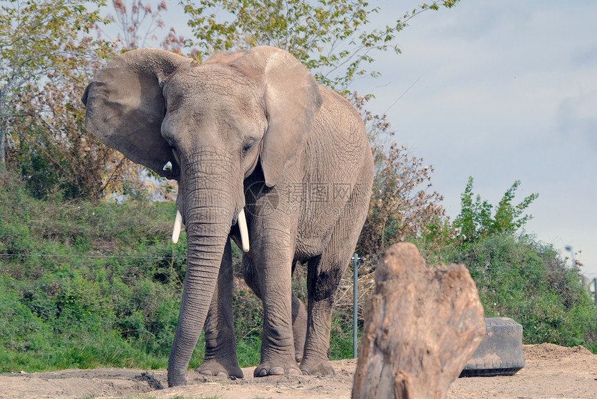 大象灰色荒野象牙野生动物獠牙动物树干哺乳动物图片