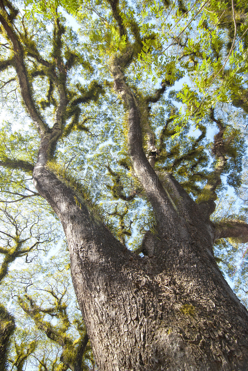 澳大利亚胡子的摩斯曼树纹理天空叶子树木太阳山脉森林植物植被荒野阳光图片