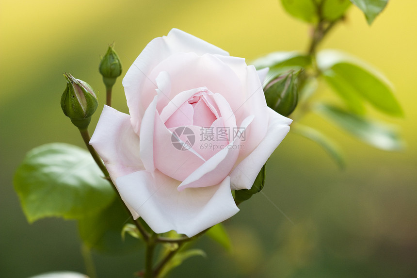 玫瑰花花花朵纪念日粉色宏观白色婚礼周年图片