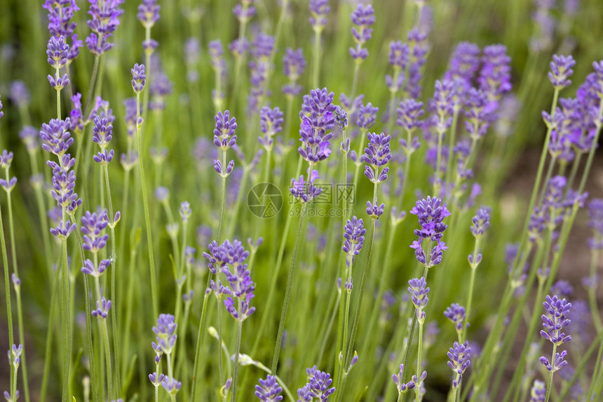 蓝菜花花线条草本植物农村香味花朵农场场地香气紫色农业图片