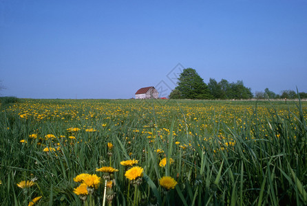 农场农业场地植物群谷仓花朵背景图片