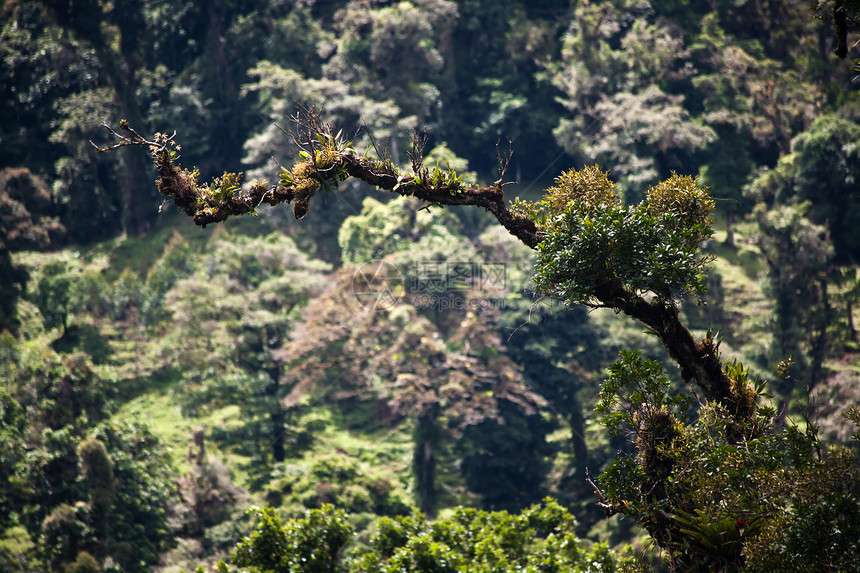哥斯达黎加树枝上的食虫类和溴图片