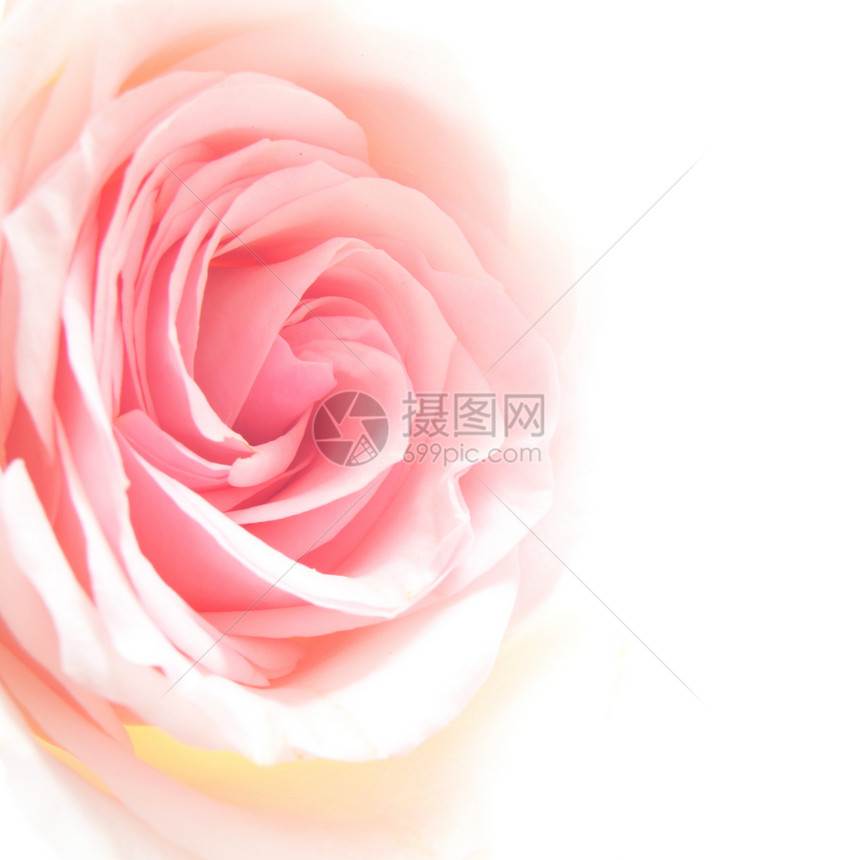 明亮粉红玫瑰纪念日浪漫礼物日历季节白色周年新娘花朵绿色图片